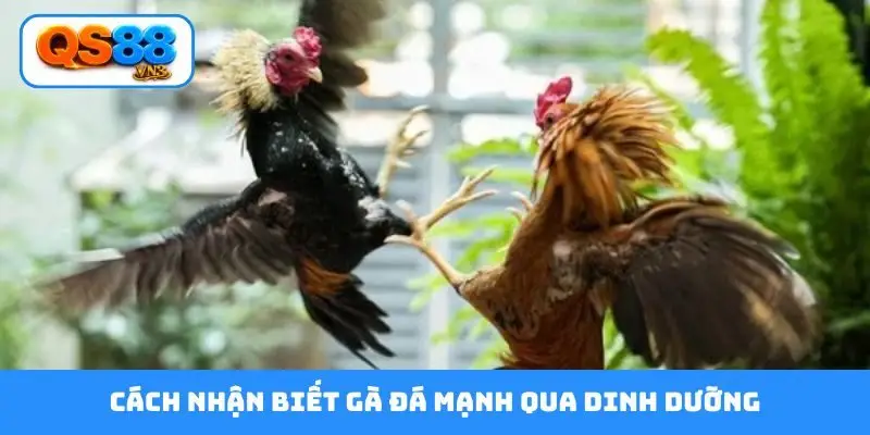 Cách nhận biết gà đá mạnh qua dinh dưỡng