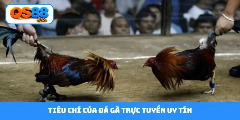 Tiêu chí của đá gà trực tuyến uy tín